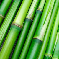 Ecoagave Bed by Ecolife